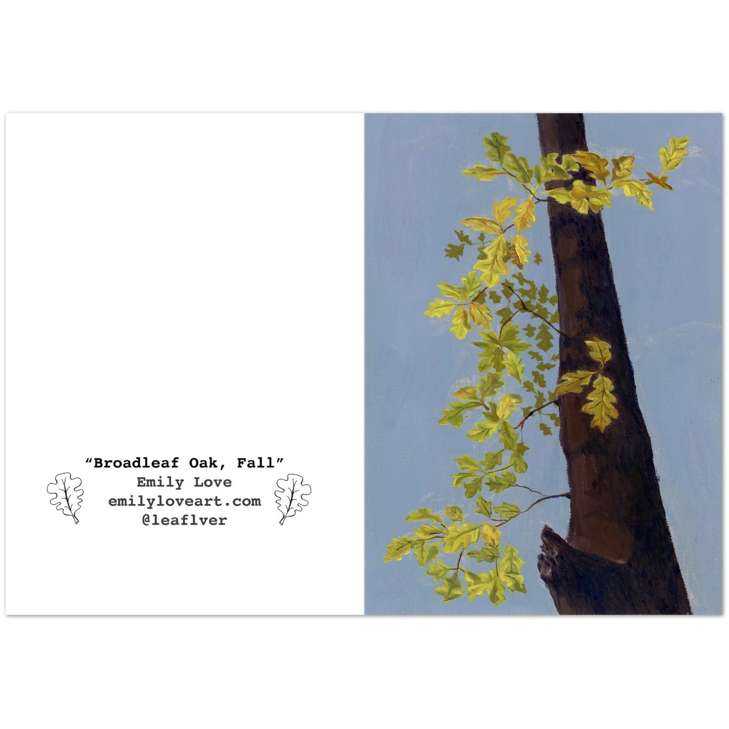 "Broadleaf Oak, Fall" Card