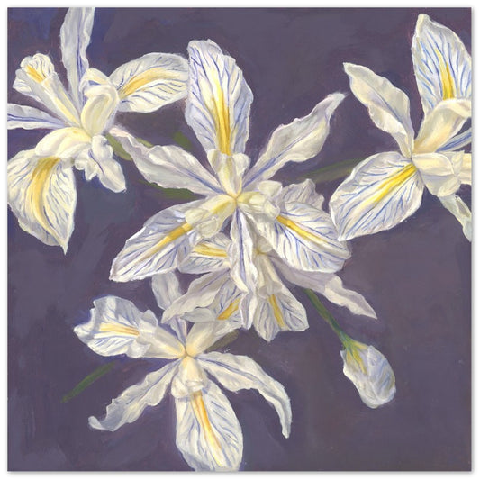 "Douglas Irises" Card