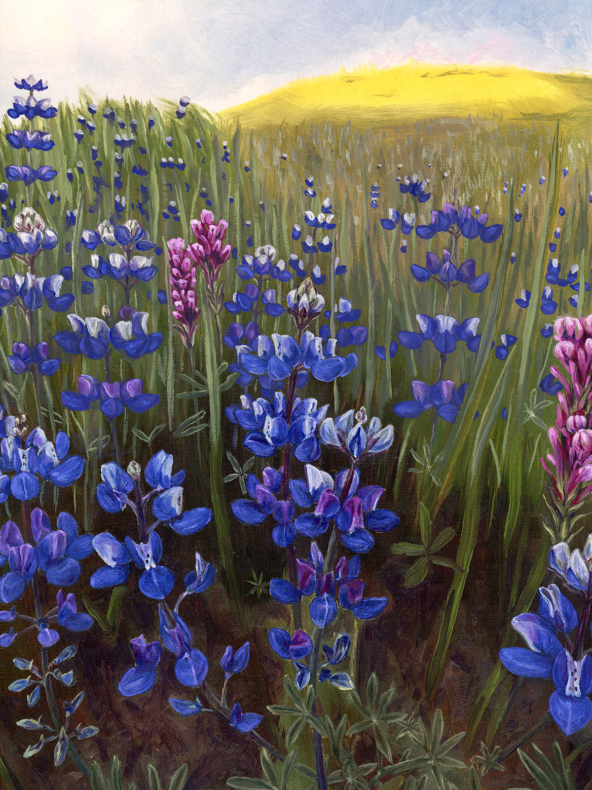 "Field of Lupine" Print