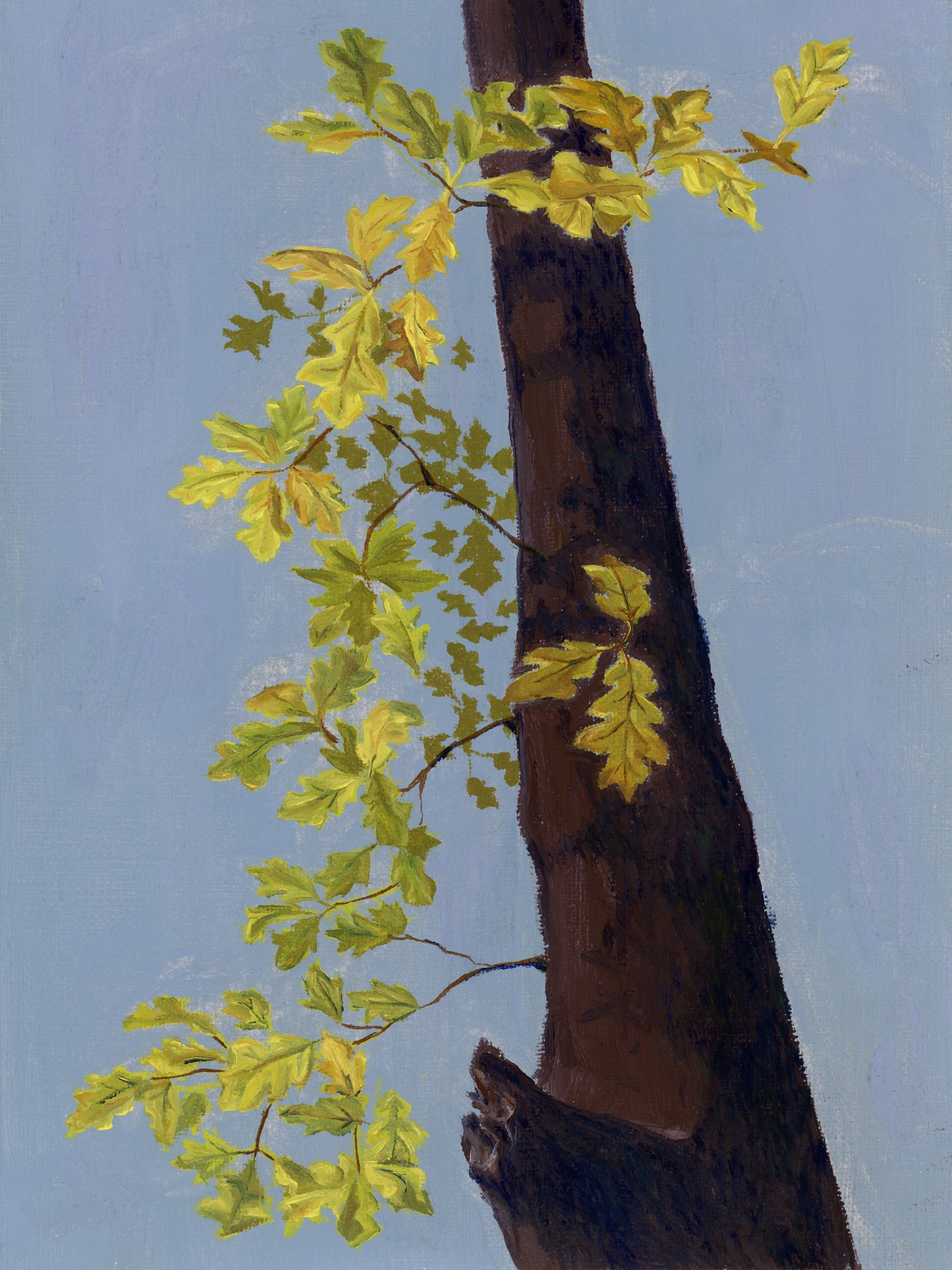 "Broadleaf Oak, Fall" Print