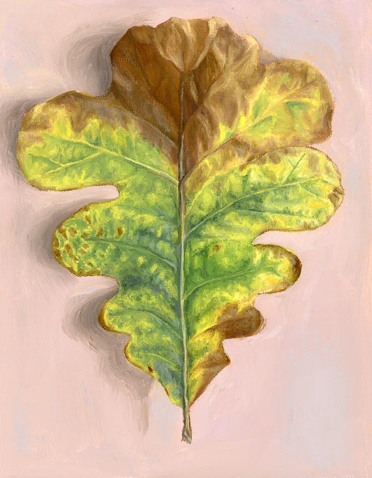 "Fallen Oak Leaf" Print