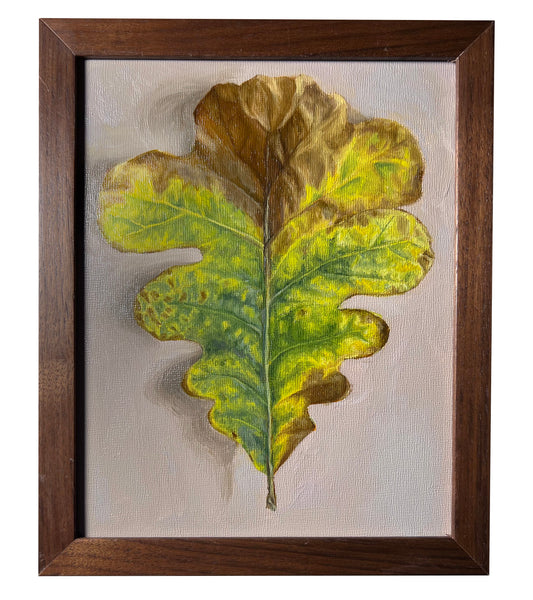 "Fallen Oak Leaf"