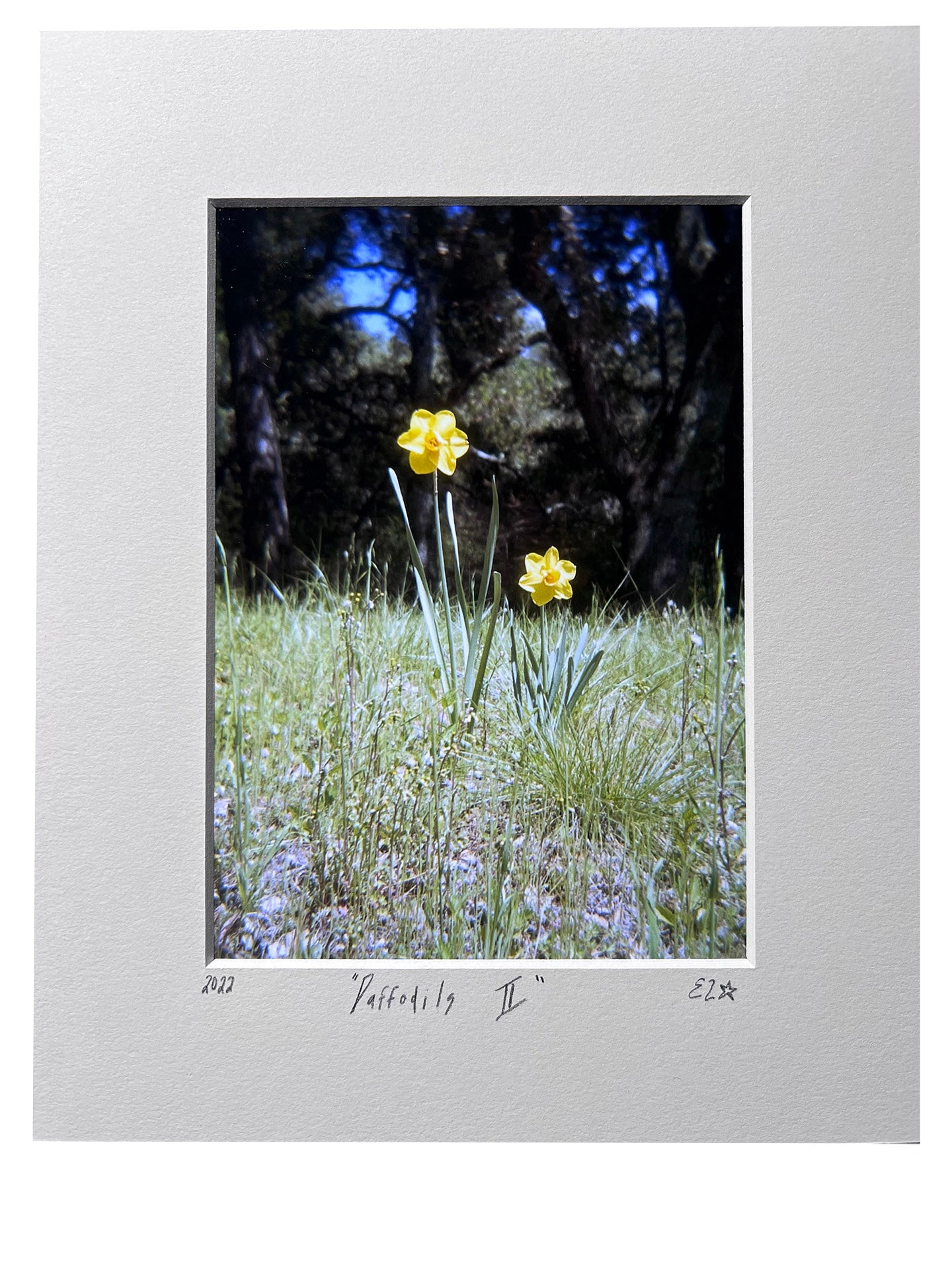 Daffodils II