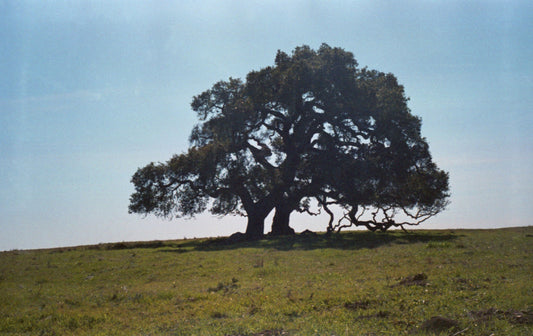 Oak Tree, Moore Creek