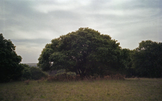 Oak Tree, Wilder Ranch