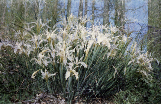 Double Douglas Iris