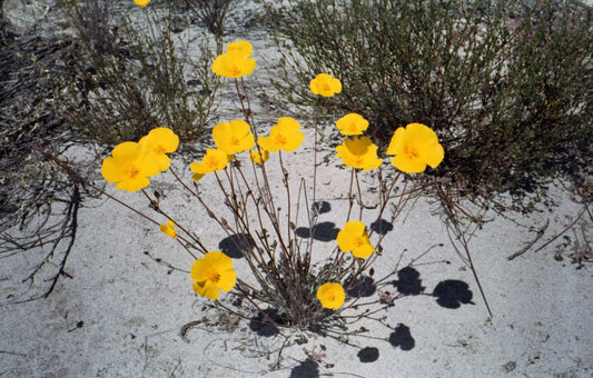 CA Poppies