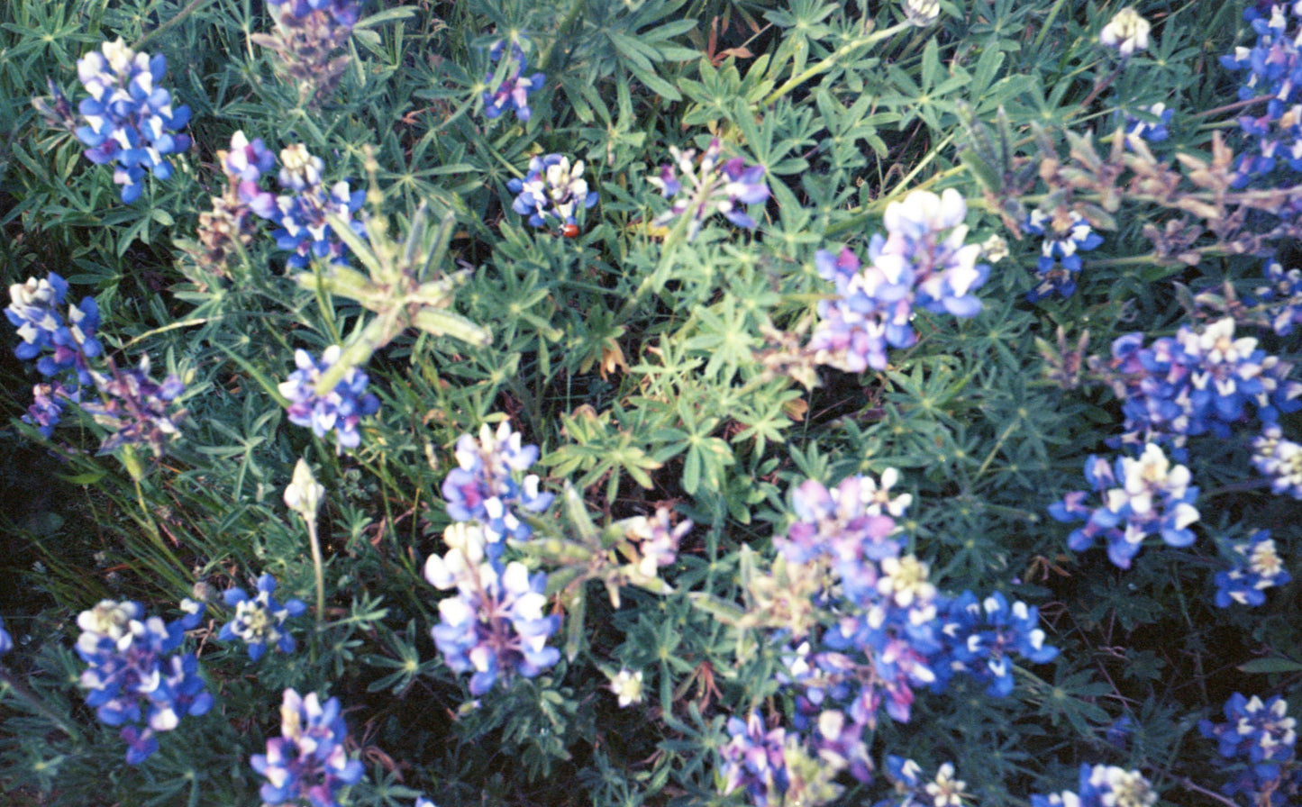 Lupine II