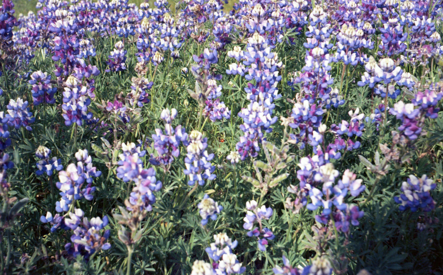 Lupine III