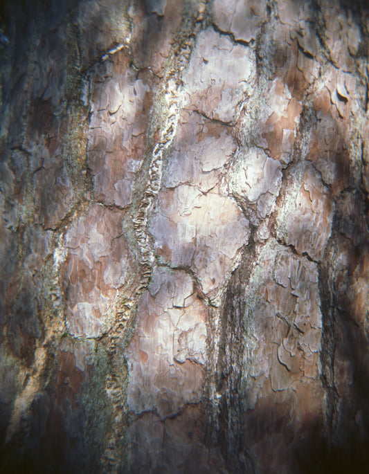 Pine Bark I