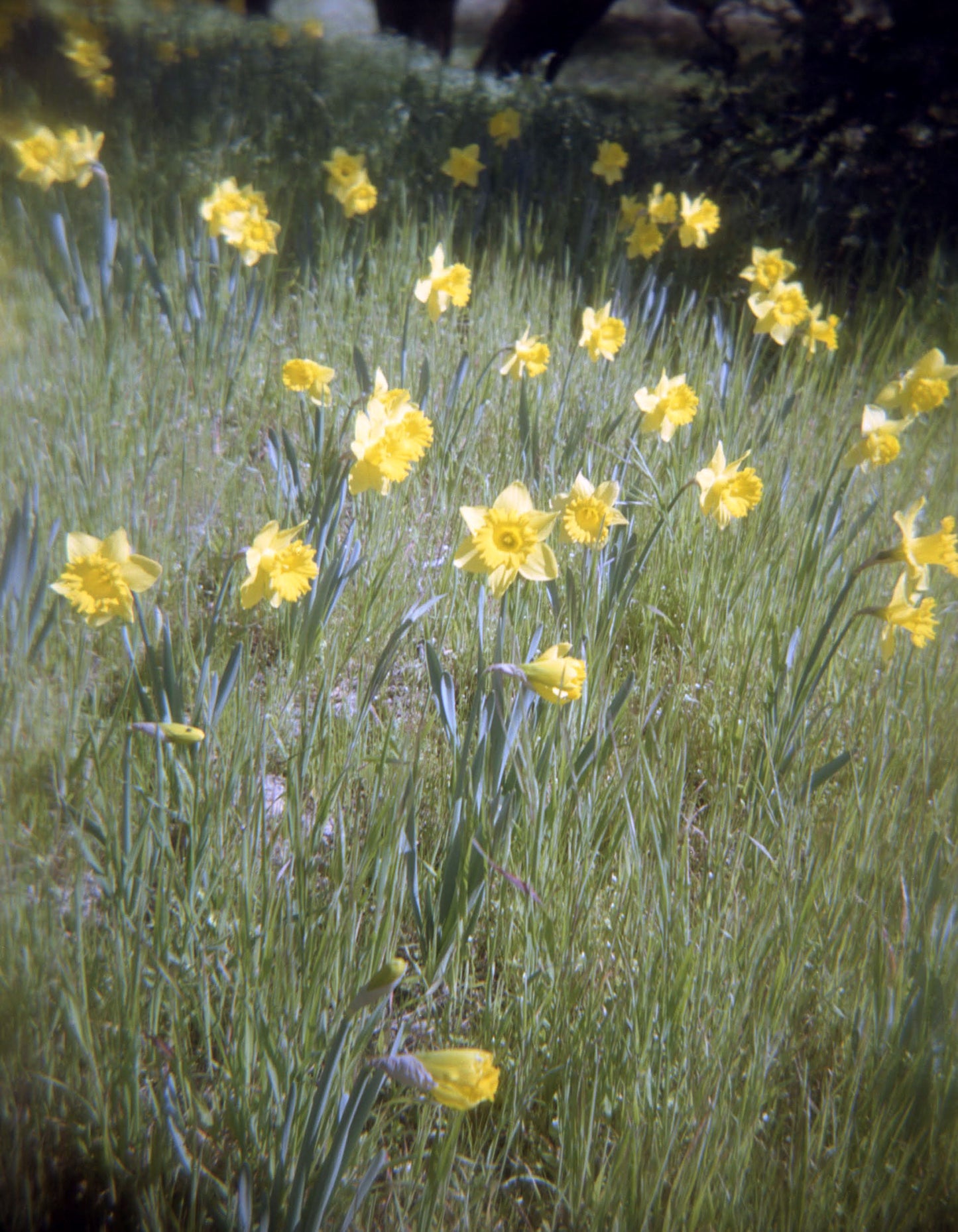 Daffodils I