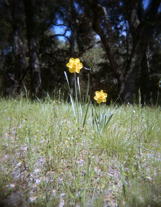 Daffodils II