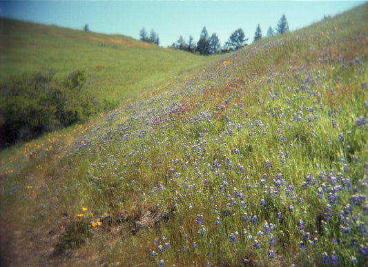 Spring Fields