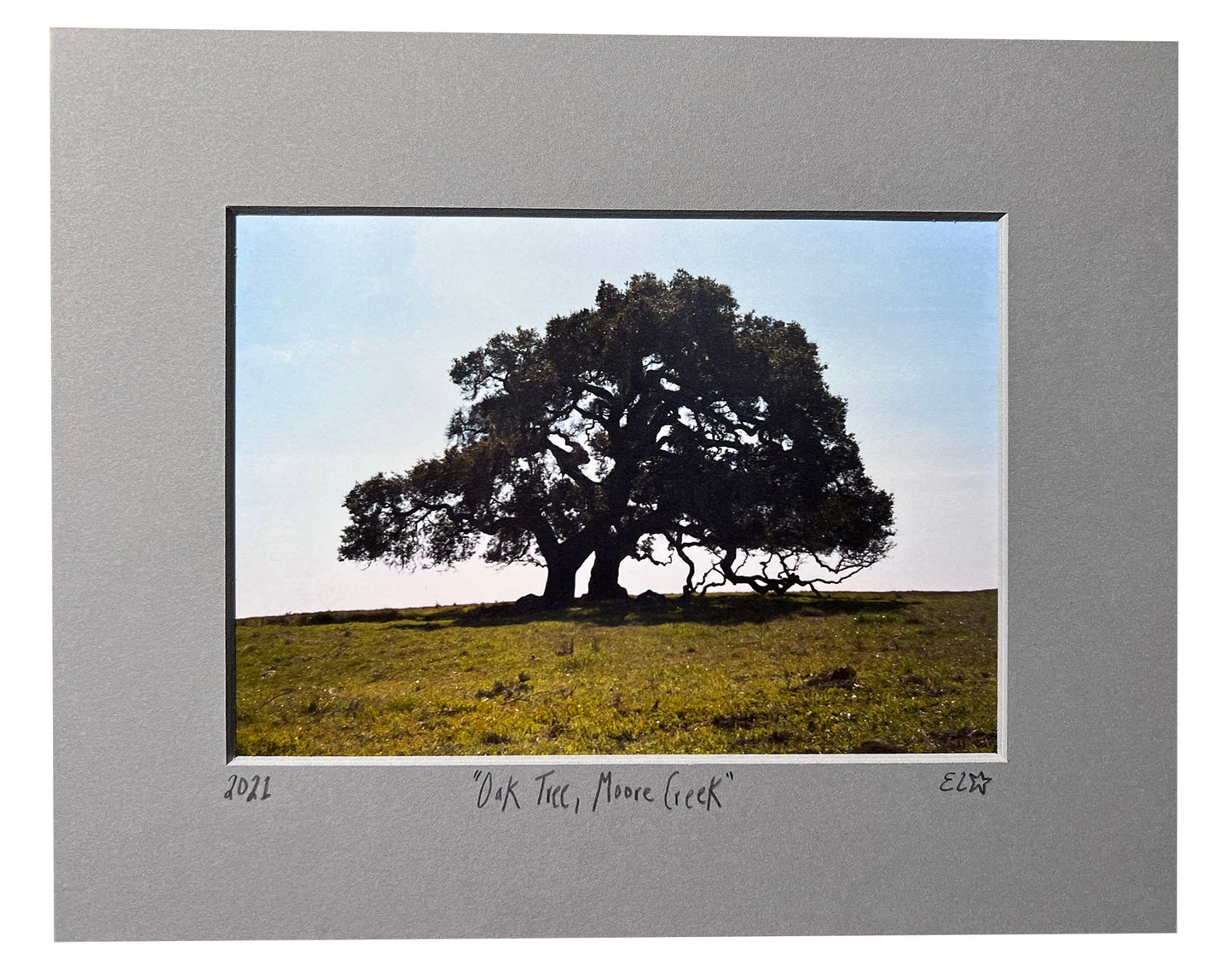 Oak Tree, Moore Creek