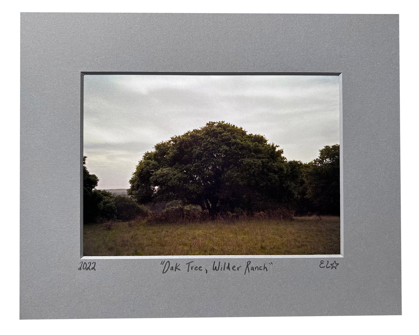 Oak Tree, Wilder Ranch