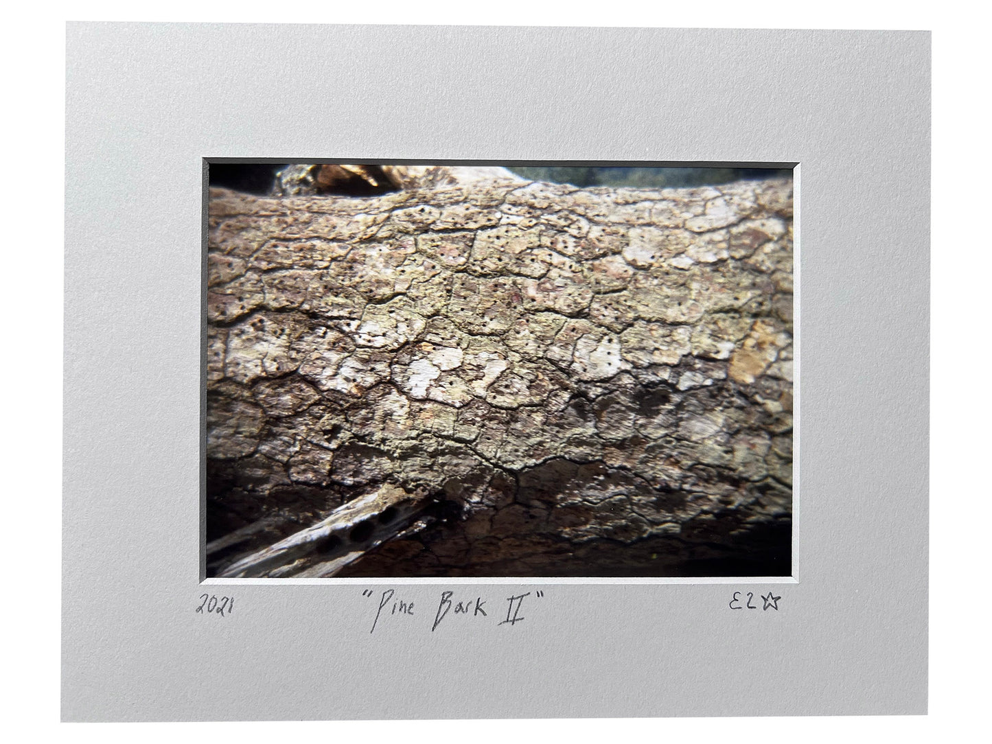 Pine Bark II